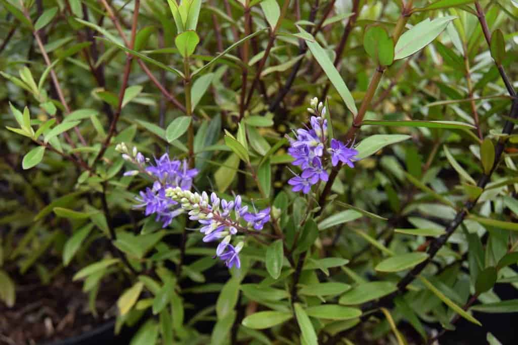 Hebe 'Mrs Winder' 40-60 cm